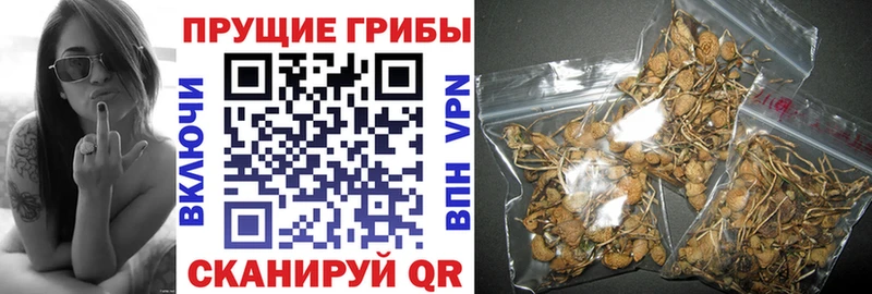 Галлюциногенные грибы ЛСД  Купить закладки  Ставрополь 